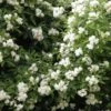 Klimroos (Rosa Banksiae 'Purezza') -PlantenPracht Winkel purezza lr 1