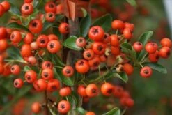 Vuurdoorn (Pyracantha 'Orange Glow') -PlantenPracht Winkel pyracantha orange glow 10 3