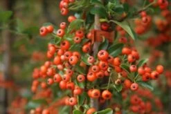Vuurdoorn (Pyracantha 'Orange Glow') -PlantenPracht Winkel pyracantha orange glow 11