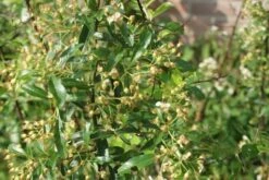 Vuurdoorn (Pyracantha 'Orange Glow') -PlantenPracht Winkel pyracantha orange glow 1 1