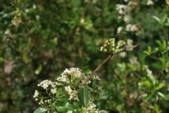 Vuurdoorn (Pyracantha 'Orange Glow') -PlantenPracht Winkel pyracantha orange glow 2