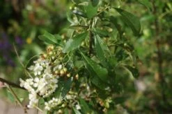 Vuurdoorn (Pyracantha 'Orange Glow') -PlantenPracht Winkel pyracantha orange glow 3 2