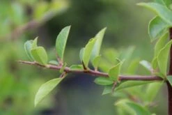 Vuurdoorn (Pyracantha 'Orange Glow') -PlantenPracht Winkel pyracantha orange glow 4 1