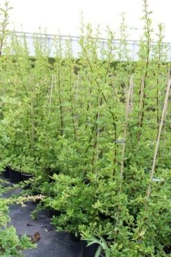 Vuurdoorn (Pyracantha 'Orange Glow') -PlantenPracht Winkel pyracantha orange glow 6 1