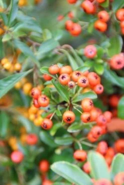 Vuurdoorn (Pyracantha 'Orange Glow') -PlantenPracht Winkel pyracantha orange glow 7