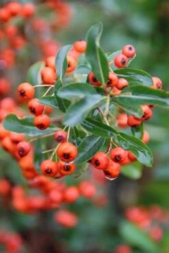 Vuurdoorn (Pyracantha 'Orange Glow') -PlantenPracht Winkel pyracantha orange glow 8 1