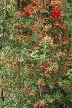 Vuurdoorn (Pyracantha 'Orange Glow') -PlantenPracht Winkel pyracantha orange glow 9 3