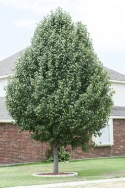 Chinese Sierpeer (Pyrus Calleryana 'Chanticleer') -PlantenPracht Winkel pyrus calleryana