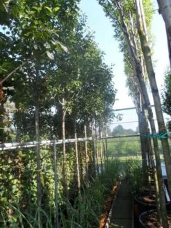 Chinese Sierpeer (Pyrus Calleryana 'Chanticleer') -PlantenPracht Winkel pyrus calleryana chanticleer 12 14ho cont 1