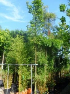 Chinese Sierpeer (Pyrus Calleryana 'Chanticleer') -PlantenPracht Winkel pyrus calleryana chanticleer 16 18ho cont