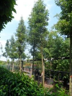 Chinese Sierpeer (Pyrus Calleryana 'Chanticleer') -PlantenPracht Winkel pyrus calleryana chanticleer 20 25ho c200