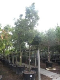 Chinese Sierpeer (Pyrus Calleryana 'Chanticleer') -PlantenPracht Winkel pyrus calleryana chanticleer 25 30ho c285 1 1