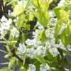 Sierpeer Als Leivorm (Pyrus Calleryana 'Chanticleer) -PlantenPracht Winkel pyrus chanticleer 1