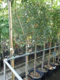 Lei-peer (Pyrus Communis 'Conference') -PlantenPracht Winkel pyrus communis eetpeer halfstam leivorm 1 1