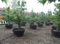 Wilde Perenboom (Pyrus Communis) -PlantenPracht Winkel pyrus communis eetpeer in soorten oude vormboom c500 2