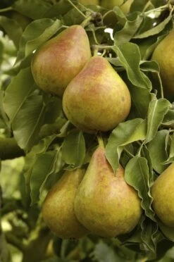 Perenboom (Pyrus Communis 'Gieser Wildeman')