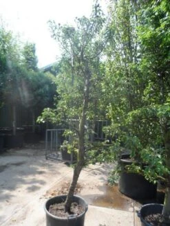 Perenboom (Pyrus Communis 'Gieser Wildeman') -PlantenPracht Winkel pyrus communis gieser wildeman 250 300 c150