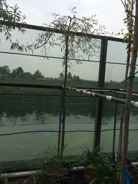 Treursierpeer (Pyrus Salicifolia 'Pendula') 12 Treursierpeer (Pyrus Salicifolia 'Pendula') - Afbeelding 10