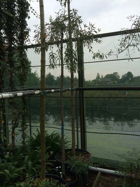 Treursierpeer (Pyrus Salicifolia 'Pendula') 15 Treursierpeer (Pyrus Salicifolia 'Pendula') - Afbeelding 13