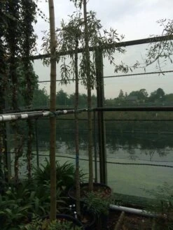 Treursierpeer (Pyrus Salicifolia 'Pendula') -PlantenPracht Winkel pyrus sal. pendula 12 14cm 2 2