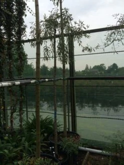 Treursierpeer (Pyrus Salicifolia 'Pendula') 30 Treursierpeer (Pyrus Salicifolia 'Pendula') -PlantenPracht Winkel pyrus sal pendula 1 1