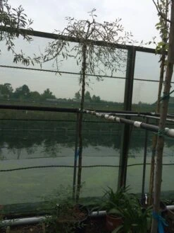 Treursierpeer (Pyrus Salicifolia 'Pendula') 31 Treursierpeer (Pyrus Salicifolia 'Pendula') -PlantenPracht Winkel pyrus sal pendula 2 1