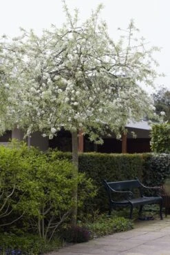 Treursierpeer (Pyrus Salicifolia 'Pendula') 25 Treursierpeer (Pyrus Salicifolia 'Pendula') -PlantenPracht Winkel pyrus salicifolia pendula 1