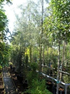 Treursierpeer (Pyrus Salicifolia 'Pendula') -PlantenPracht Winkel pyrus salicifolia pendula 12 14 16ho doorgaande kop 1 2