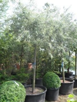 Treursierpeer (Pyrus Salicifolia 'Pendula') 36 Treursierpeer (Pyrus Salicifolia 'Pendula') -PlantenPracht Winkel pyrus salicifolia pendula 20 25ho c200 1