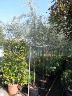 Treursierpeer (Pyrus Salicifolia 'Pendula') -PlantenPracht Winkel pyrus salicifolia pendula 8 10ho c25 2