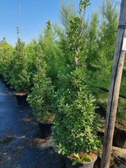 Zuileik (Quercus X Bimundorum 'Crimson Spire') -PlantenPracht Winkel quercus crimson spire 175200 cm 1