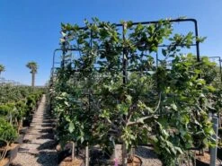 Steeneik Leirek Op Halfstam (Quercus Ilex) -PlantenPracht Winkel quercus ilex 100cm stam spaliera 3 1 1