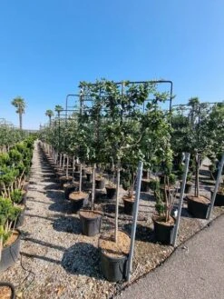 Steeneik Leirek Op Halfstam (Quercus Ilex) -PlantenPracht Winkel quercus ilex 100cm stam spaliera 4 1 1