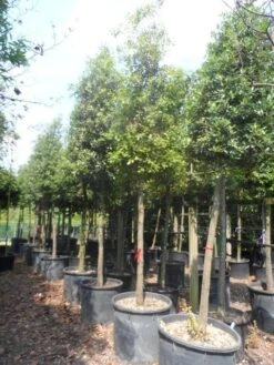 Steeneik Als Boom (Quercus Ilex) -PlantenPracht Winkel quercus ilex 20 25ho c200