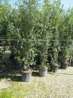 Steeneik Meerstammig (Quercus Ilex) -PlantenPracht Winkel quercus ilex 200 250meerstammig