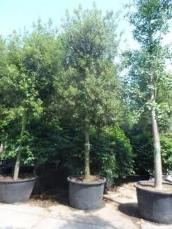 Steeneik Als Boom (Quercus Ilex) -PlantenPracht Winkel quercus ilex 30 35 40ho cont 2