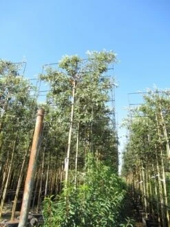 Steeneik Als Leiboom (Quercus Ilex) -PlantenPracht Winkel quercus ilex 8 10 leivorm 3