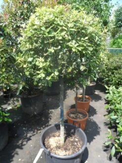 Steeneik Op Stam (Quercus Ilex) -PlantenPracht Winkel quercus ilex halfstam c50 bol