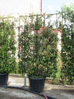 Steeneik Als Leivorm (Quercus Ilex) -PlantenPracht Winkel quercus ilex leivorm 4 1