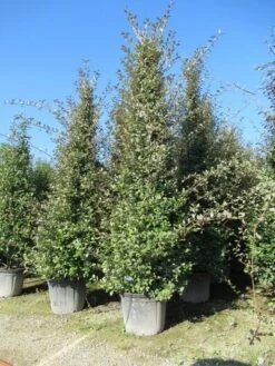 Steeneik Als Piramide (Quercus Ilex) -PlantenPracht Winkel quercus ilex piramide 1