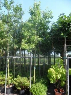 Moeraseik (Quercus Palustris) -PlantenPracht Winkel quercus palustris 10 12 14ho cont