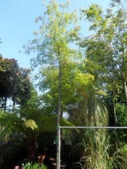 Moeraseik (Quercus Palustris) -PlantenPracht Winkel quercus palustris 14 16 18ho cont