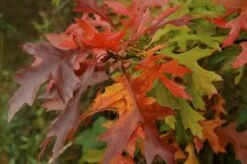 Moeraseik Als Dakboom (Quercus Palustris) -PlantenPracht Winkel quercus palustris 2