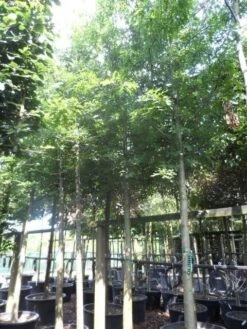 Moeraseik (Quercus Palustris) -PlantenPracht Winkel quercus palustris 25 30ho c250 extra