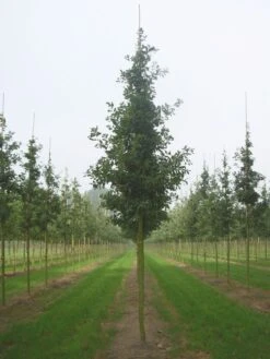 Grote Zomereik (Quercus Robur) -PlantenPracht Winkel quercus robur s 20 25