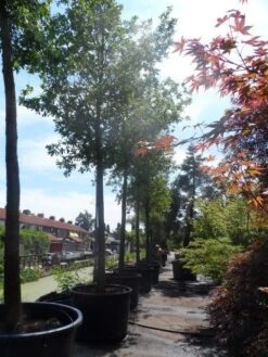 Zomereik (Quercus Robur) -PlantenPracht Winkel quercus robur 35 40ho c750 1