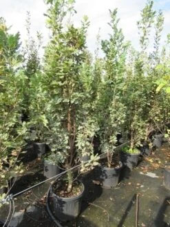 Zomereik Als Zuilboom (Quercus Robur 'Fastigiata') -PlantenPracht Winkel quercus robur fastigiata koster 200 250