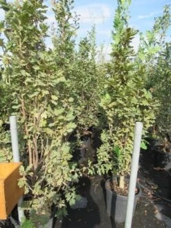 Zomereik Als Zuilboom (Quercus Robur 'Fastigiata') -PlantenPracht Winkel quercus robur fastigiata koster 200 250 2