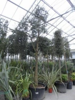 Kurkeik (Quercus Suber) -PlantenPracht Winkel quercus suber 2