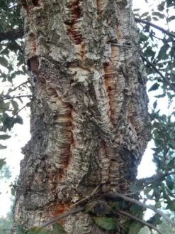 Kurkeik (Quercus Suber) -PlantenPracht Winkel quercus suber 2 2 1